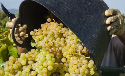 sauvignon_val_de_loire